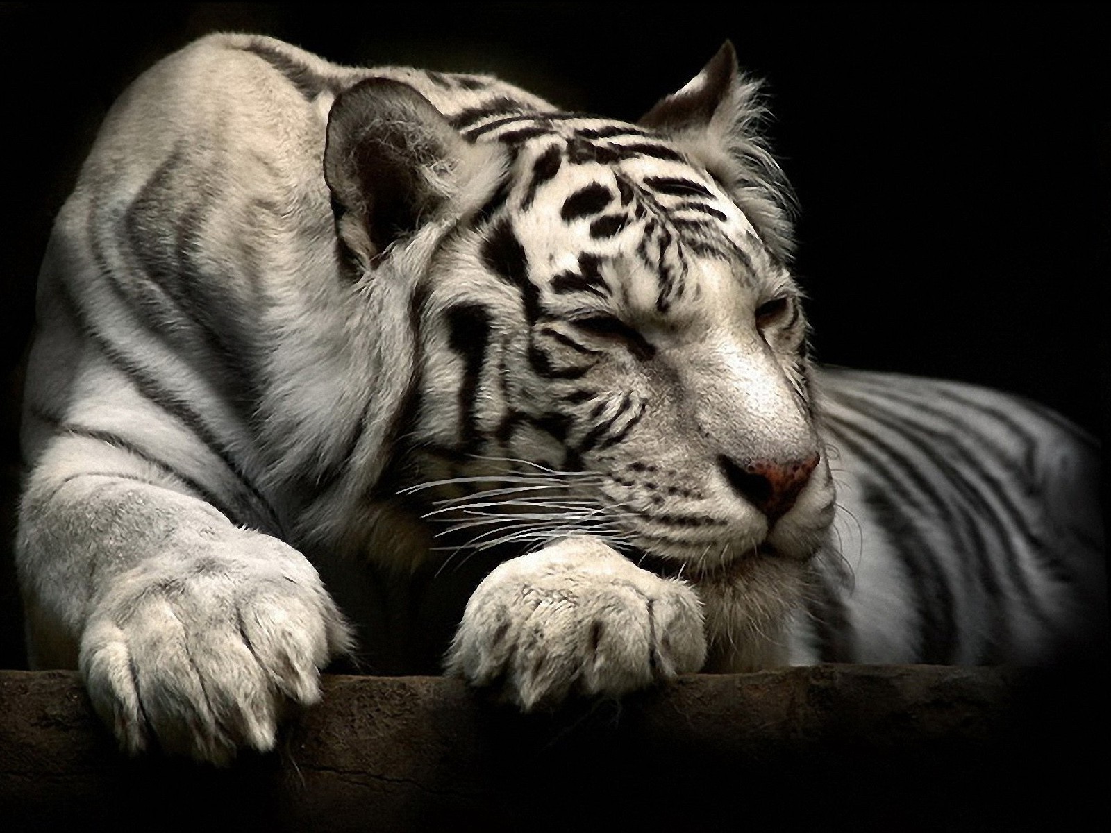 Tigre blanc
