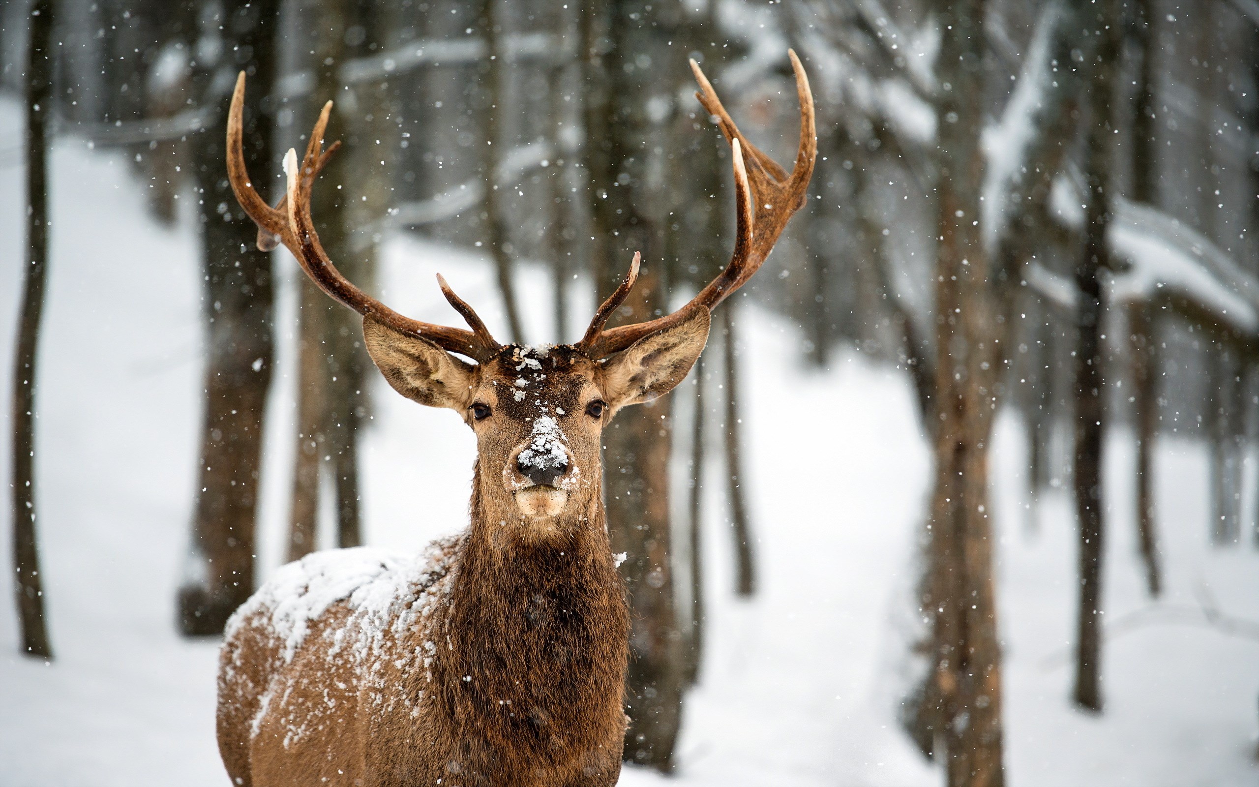 Cerf en hiver